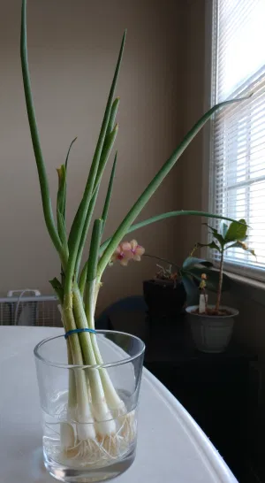 grow green onions in water