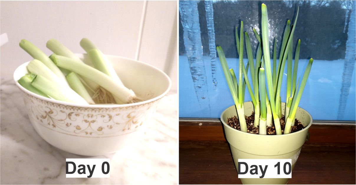 green onion growth in 10 days